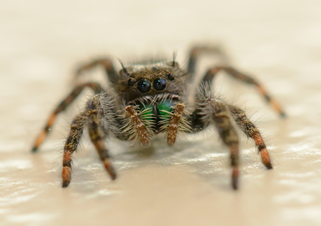 The Only Thing We Have To Fear Is Fear Itself. And Spiders. – Chapter 3 ...