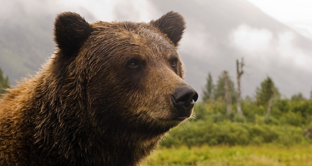 grizzly