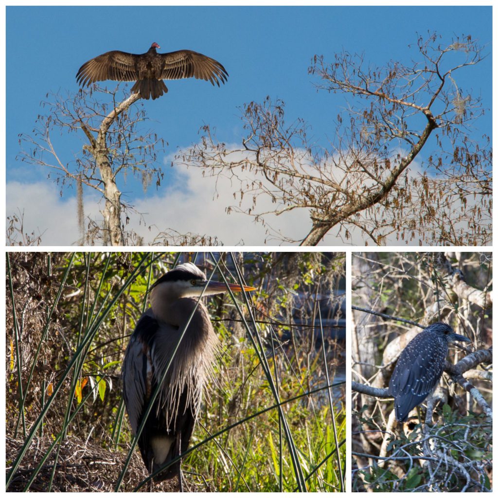 Collage of birds at Wakulla Springs State Park