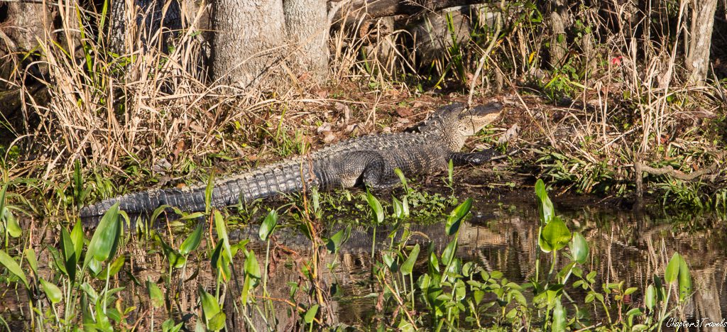 wakulla-springs-state-park-62-of-130