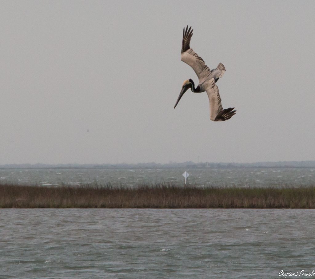 Galveston bird diving into the ocean