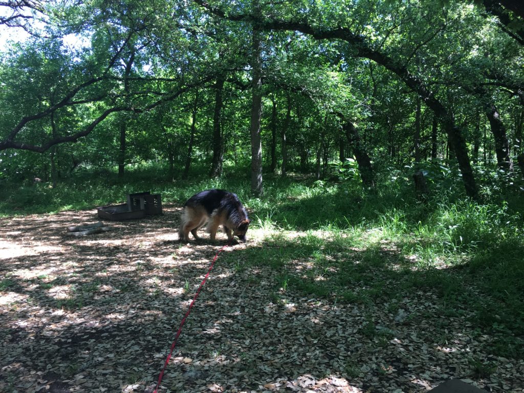 Dixie sniffing around our campsite.