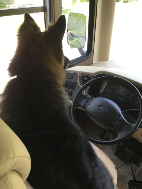 Dixie in the driver's seat of the motorhome