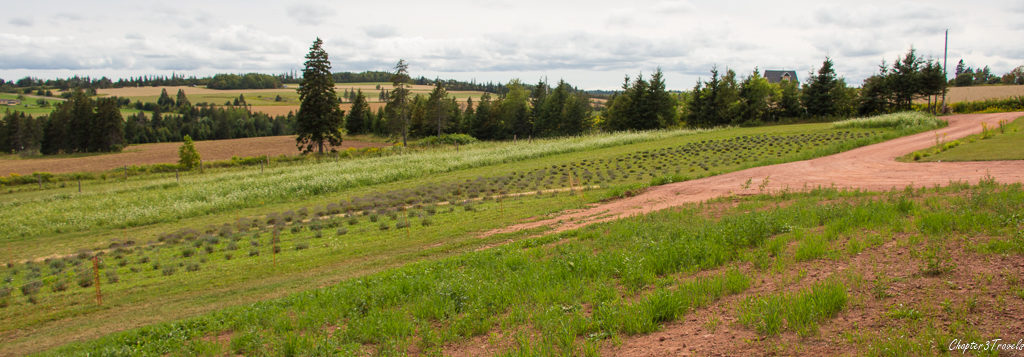 Lavender fields at Island Honey Wine Company in Prince Edward Island