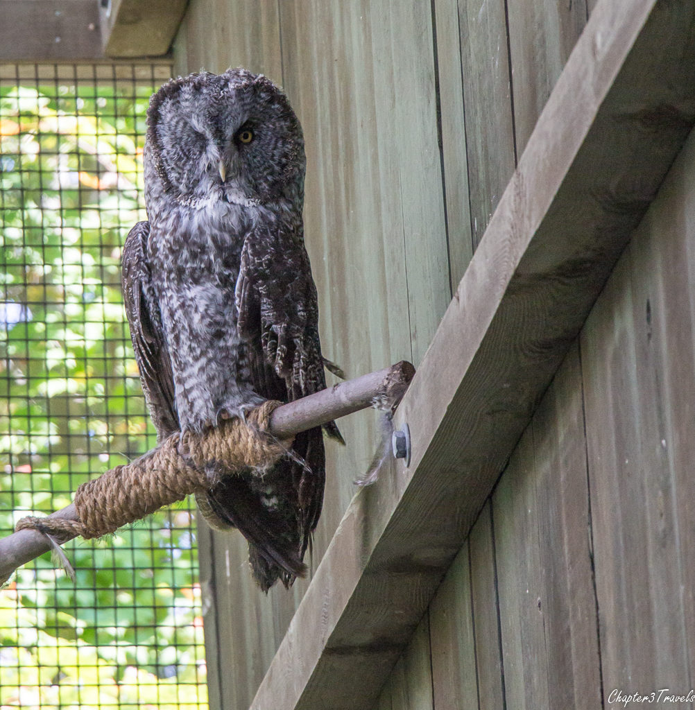A one-eyed owl at Vermont Institute of Natural Science in Quechee, Vermont