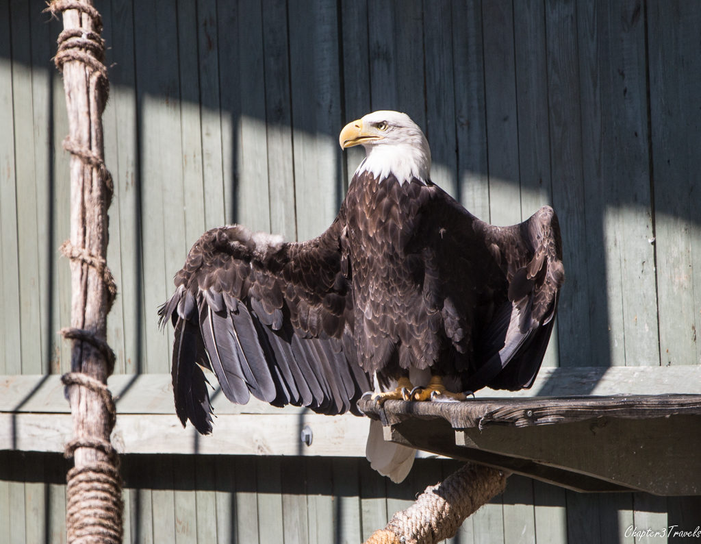 Bald eagle with a broken wing at Vermont Institute of Natural Science in Quechee, Vermont
