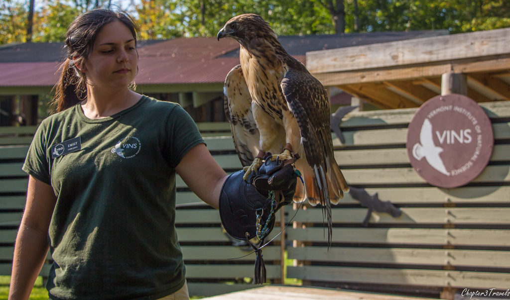 A Red Tailed Hawk at the Vermont Institute of Natural Science
