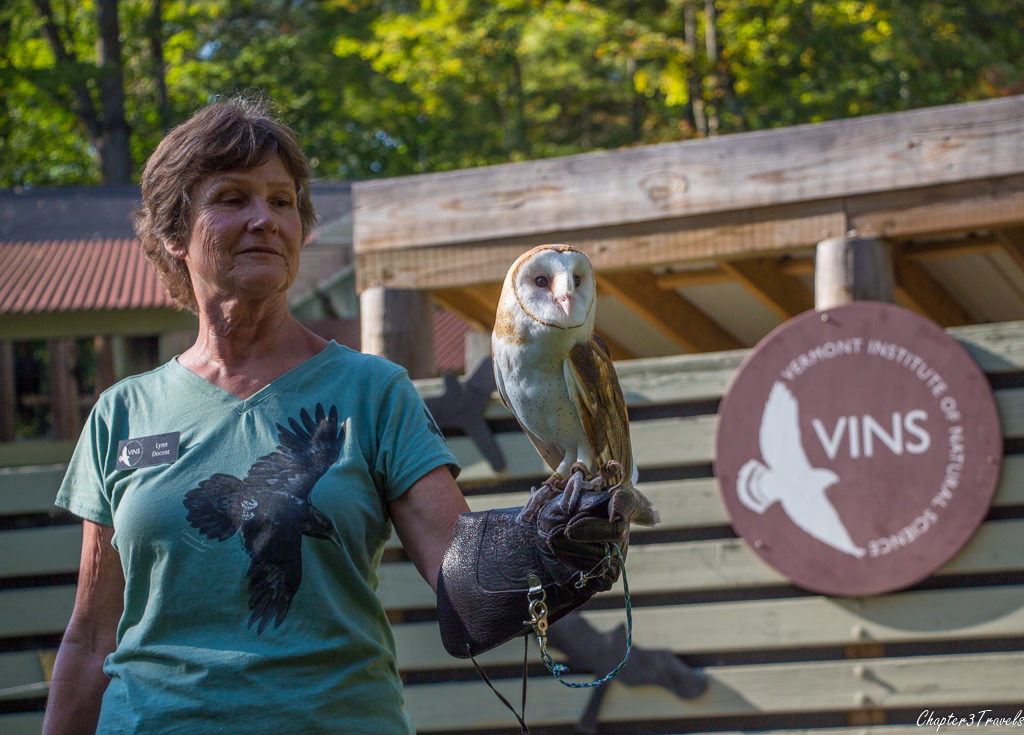 An owl at Vermont Institute of Natural Science