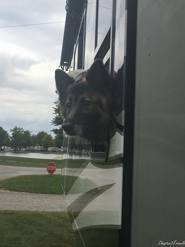 Dixie sticking her head out the side window of the RV