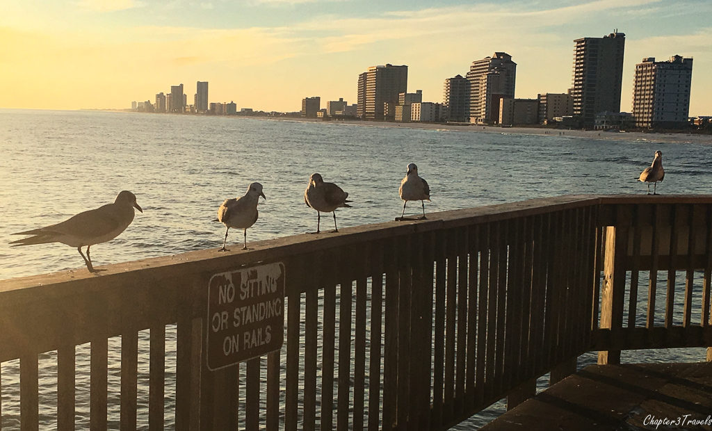 Birds standing on railing at Gulf State pier where sign says "No sitting or standing on rails"