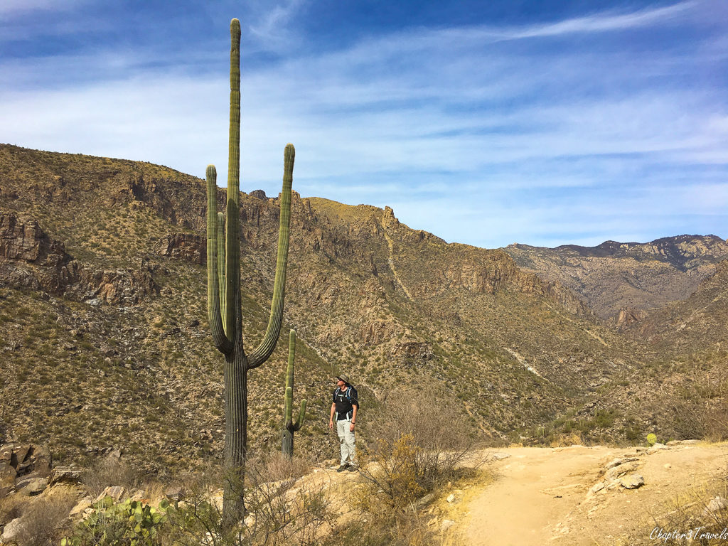 Saguaro cactus at Sabino Canyon in Coronado National Forest, Tucson, Arizona