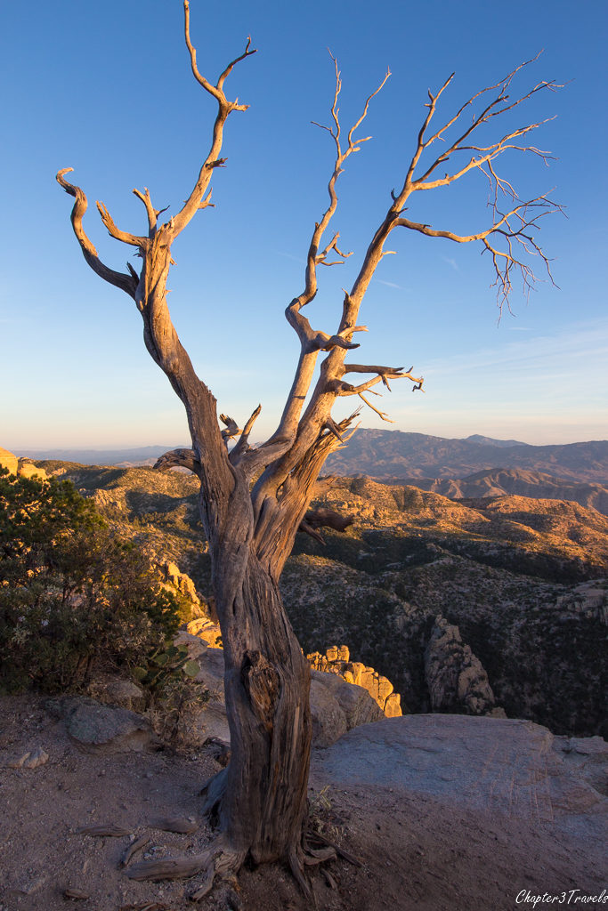Tree at Mount Lemmon in Tucson, Arizona