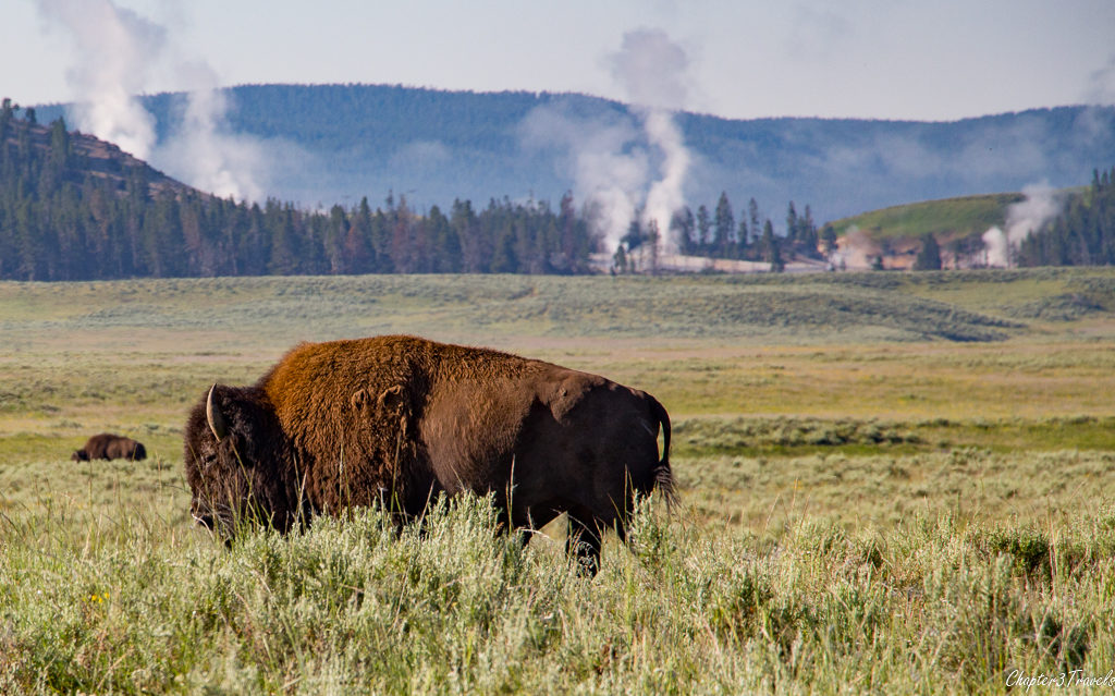 Bison in a field surrounded by fumaroles at Yellowstone National Park