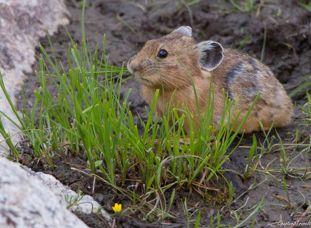 Pika at Yellowstone National Park