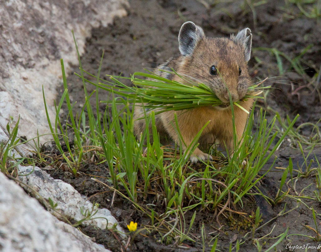 Pika at Yellowstone National Park