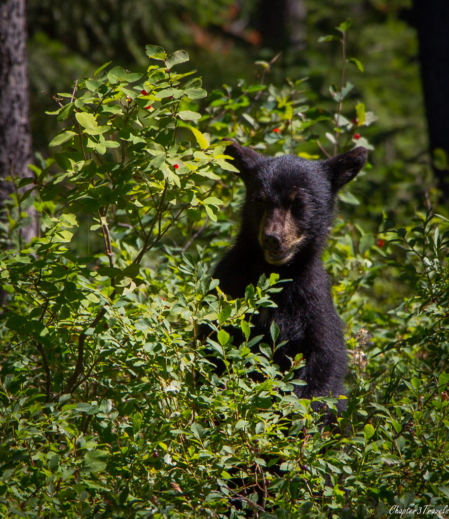 Bear cub at Yellowstone National Park