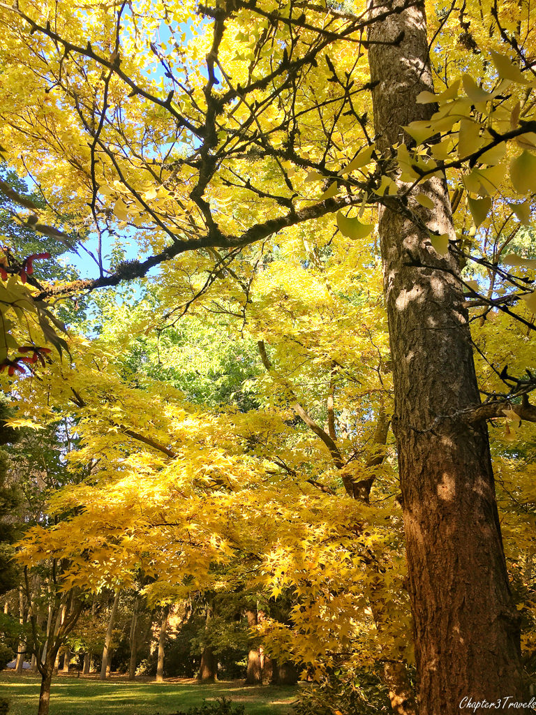 Fall colors in Ashland, Oregon