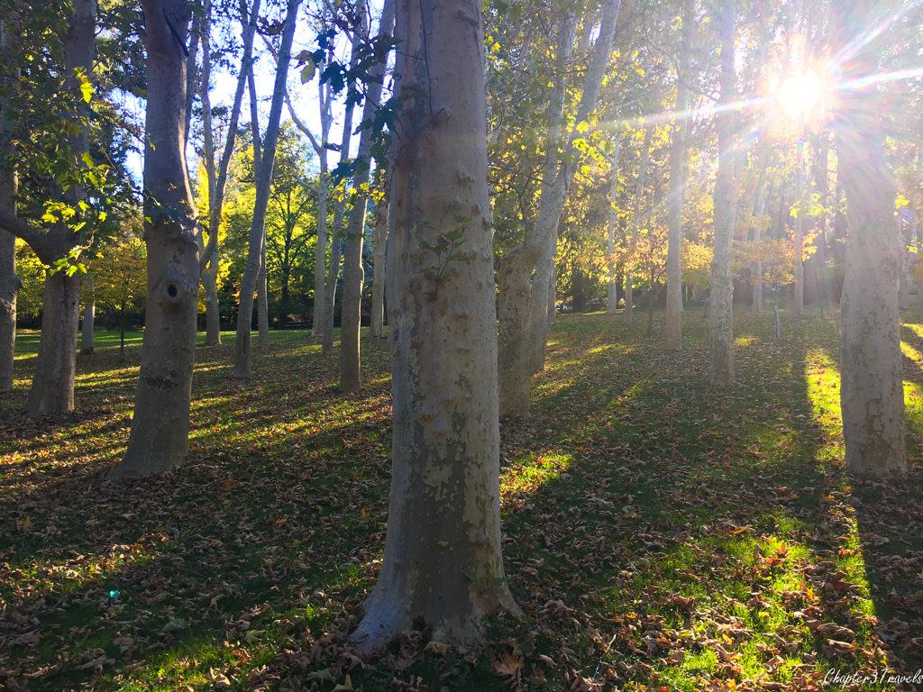 Sunset in a grove of Sycamore trees in Lithia Park