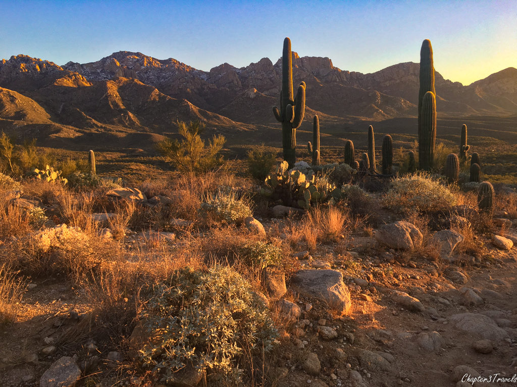 The Sonoran Desert in Catalina State Park at sunset