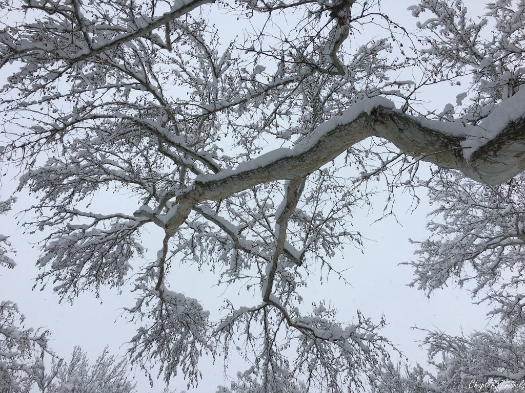 Large tree branches coated in snow