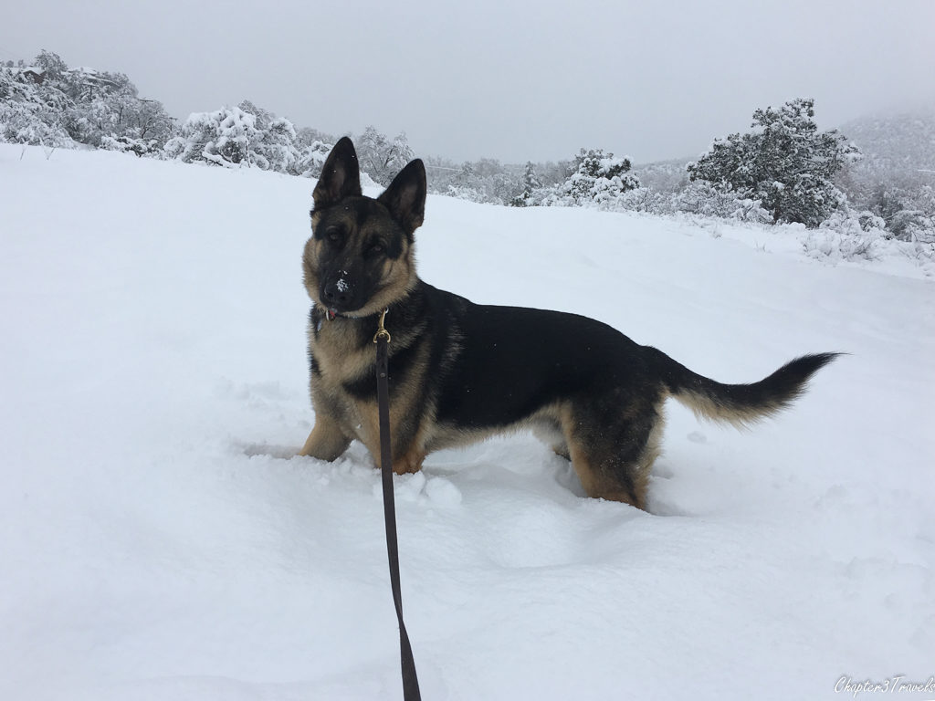 Thor standing in snow up to his belly