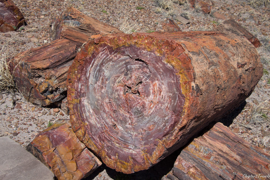 Petrified wood at Petrified Forest National Park