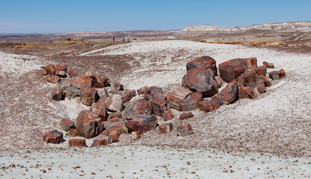 Petrified wood at Petrified Forest National Park