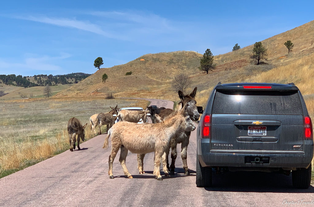 Burros approaching a car at Custer State Park in South Dakota