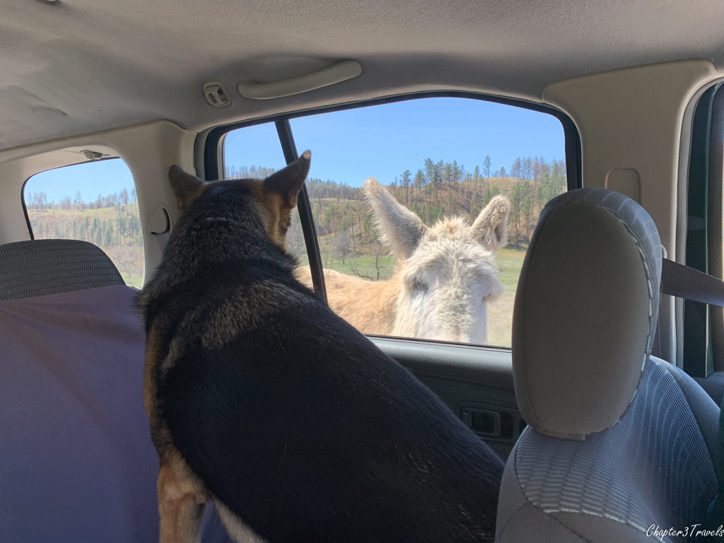 Thor staring out window at a burro