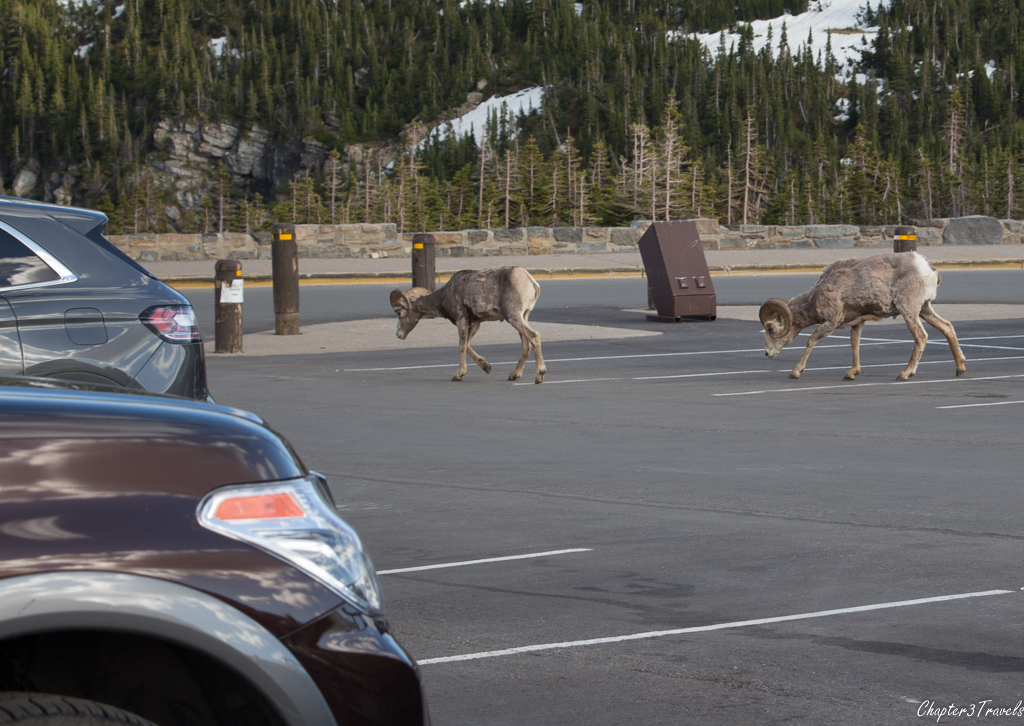 Big Horn Sheep walking through parking lot at Glacier National Park